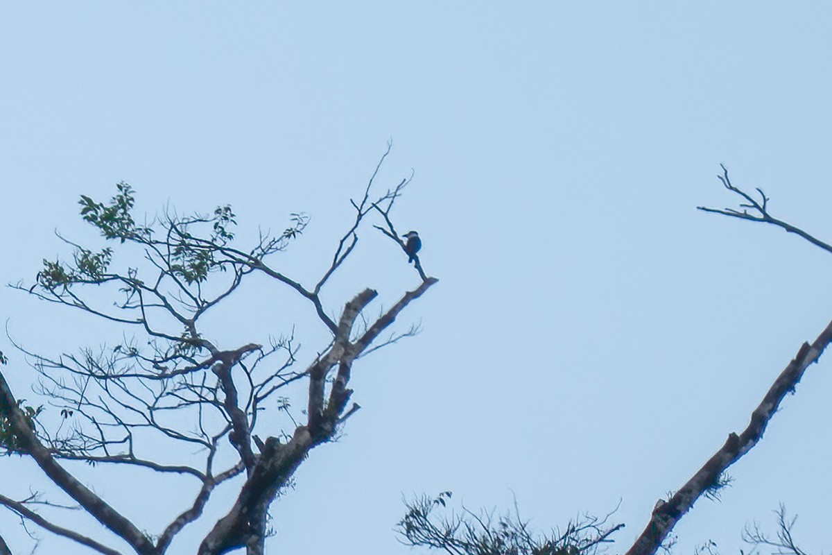 White-necked Puffbird - ML614683869