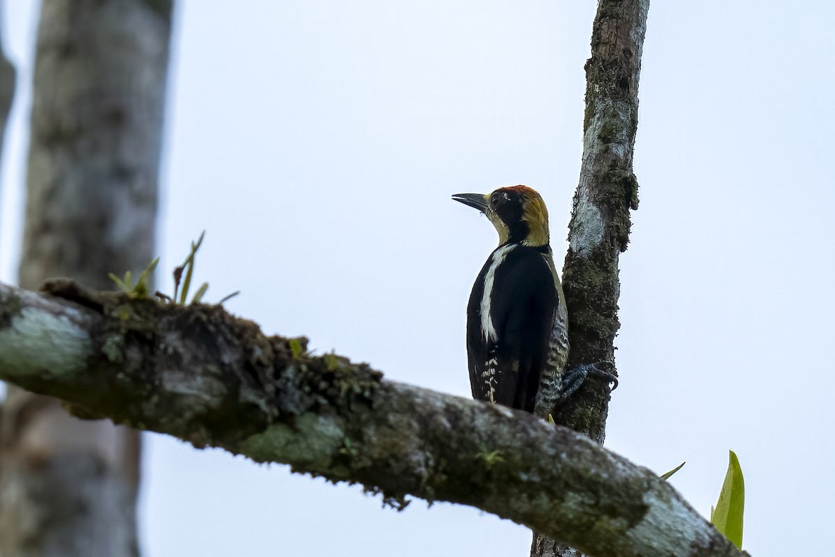 Golden-naped Woodpecker - Paul Beerman