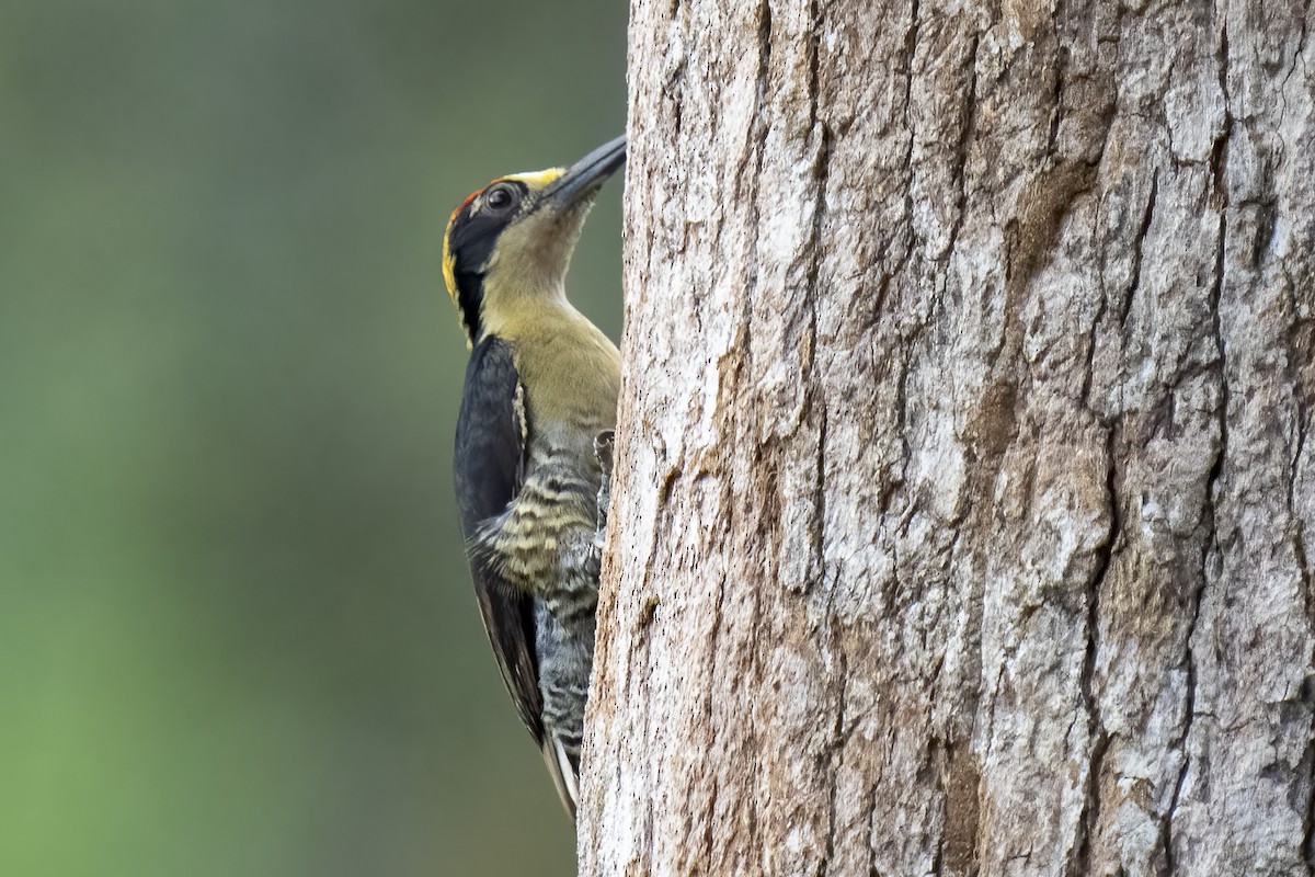 Golden-naped Woodpecker - Paul Beerman