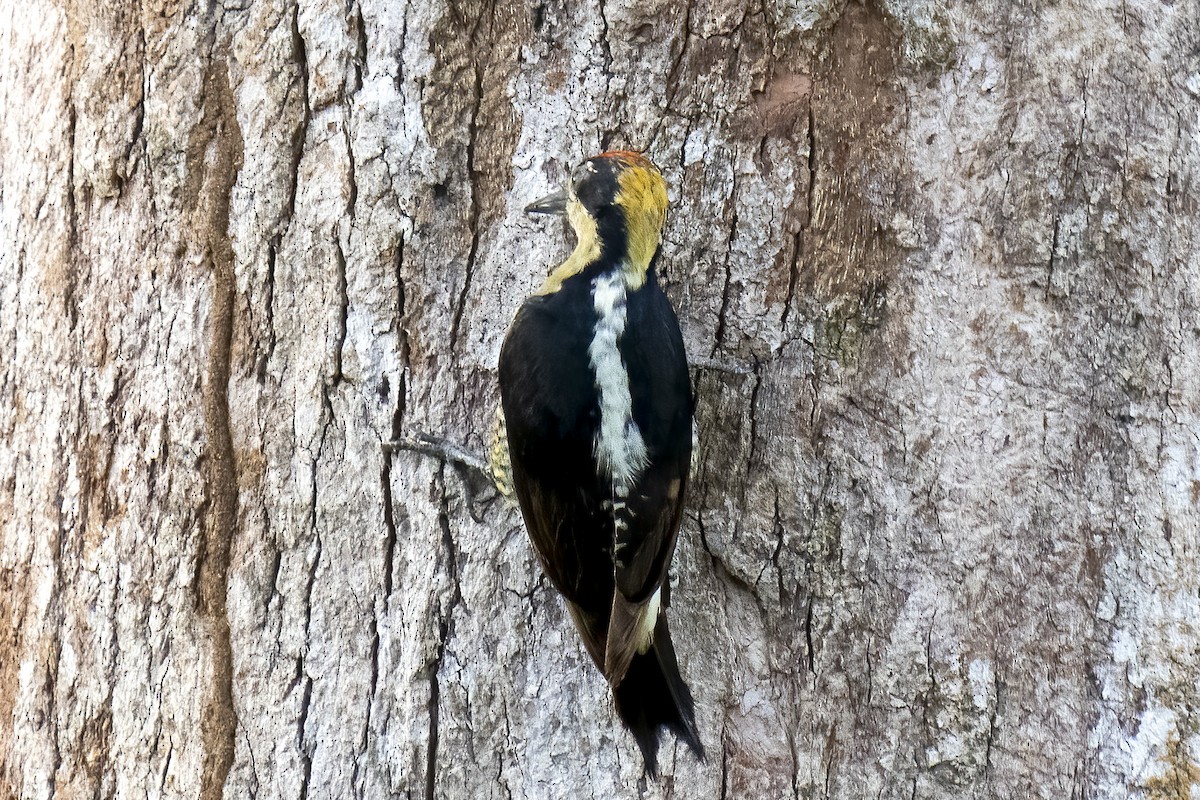 Golden-naped Woodpecker - Paul Beerman