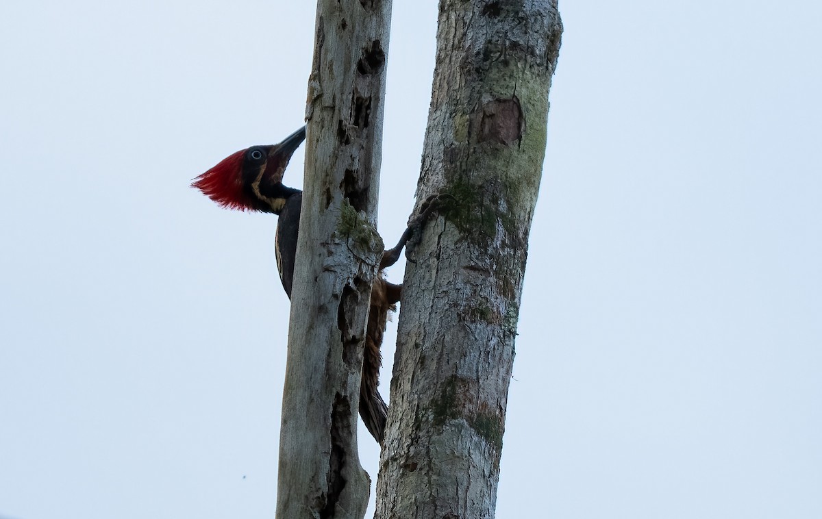 Lineated Woodpecker - Paul Beerman