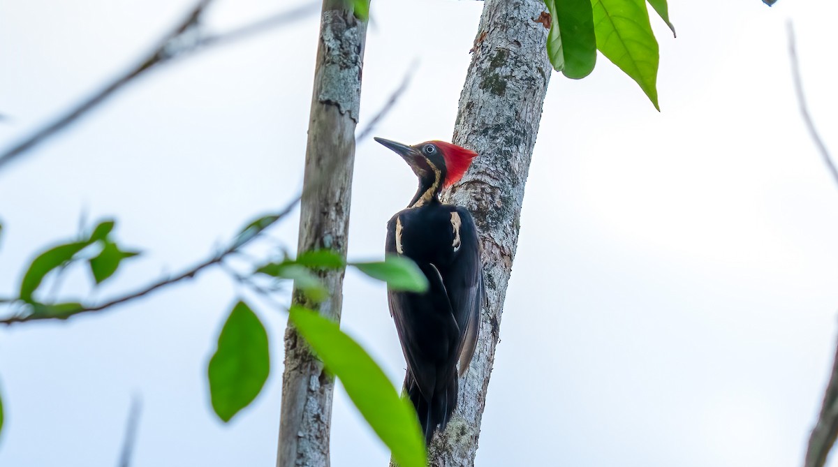 Lineated Woodpecker - Paul Beerman