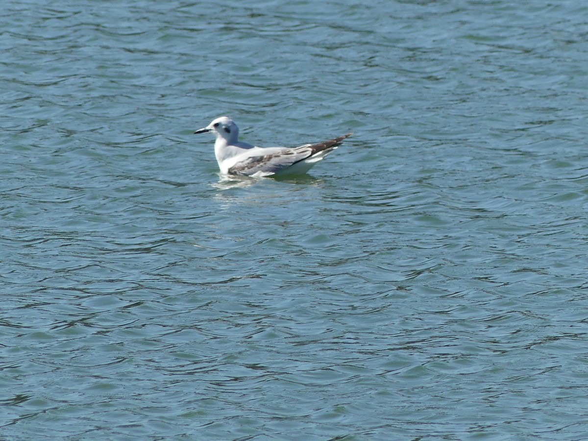 Bonaparte's Gull - ML614683945