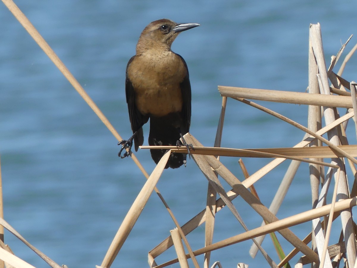 Boat-tailed Grackle - ML614683961