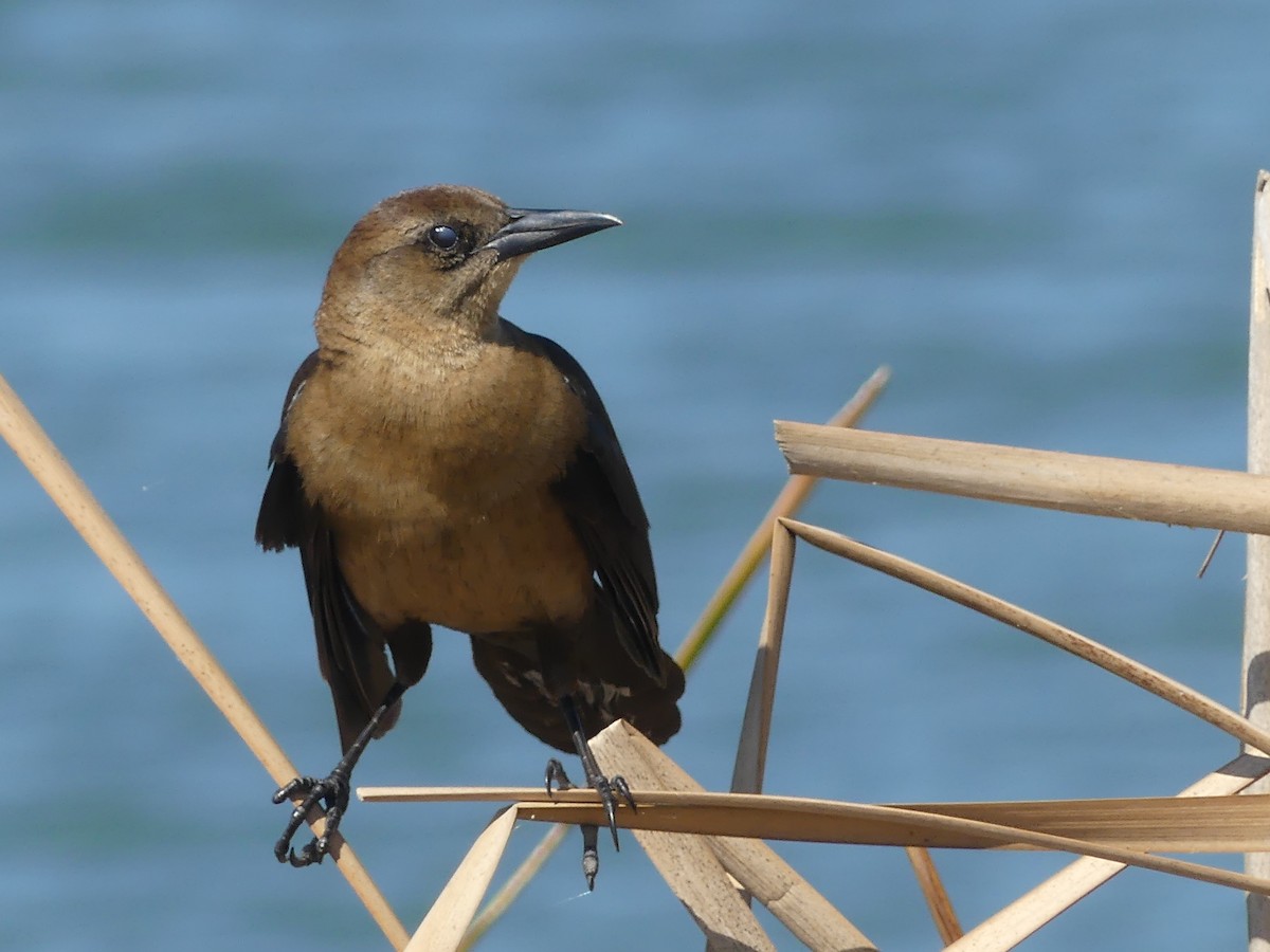 Boat-tailed Grackle - ML614683966