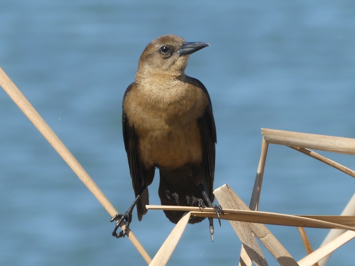 Boat-tailed Grackle - ML614683981