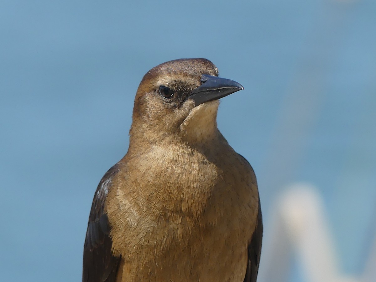 Boat-tailed Grackle - ML614683989