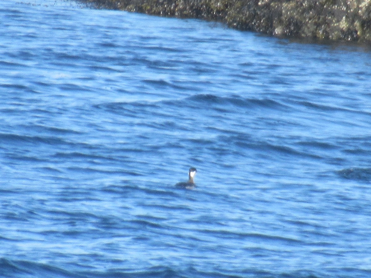 Ohrentaucher - ML614684014