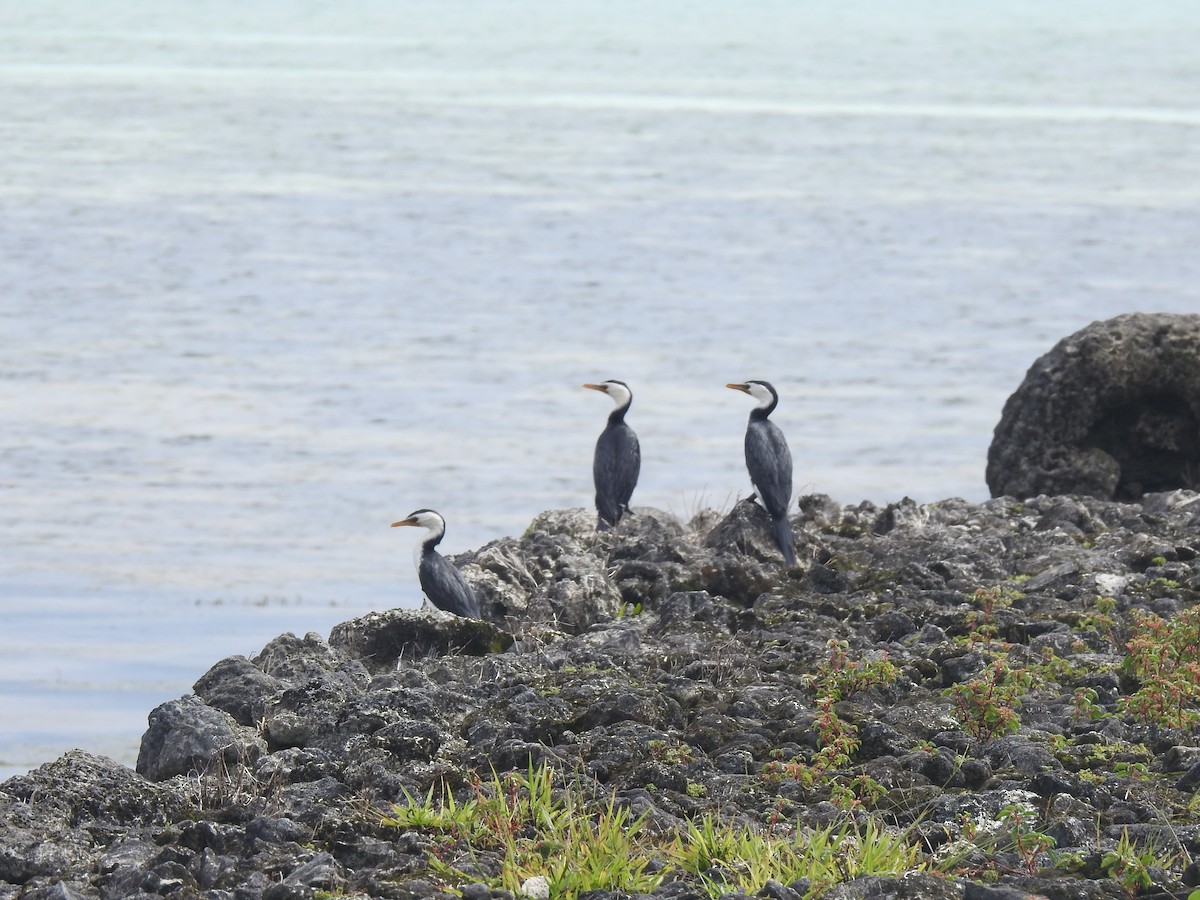 Little Pied Cormorant - ML614684231