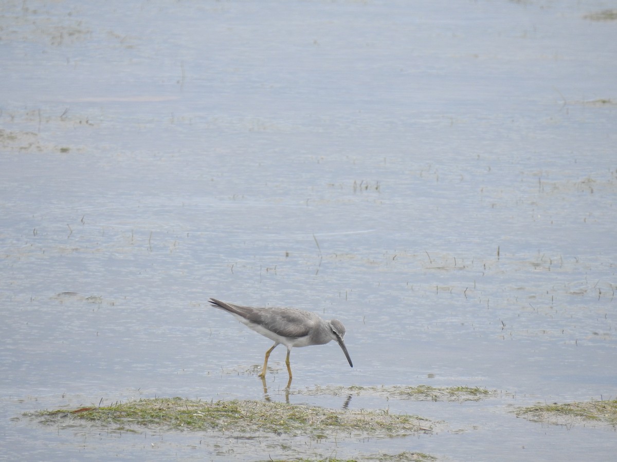 Gray-tailed Tattler - ML614684237