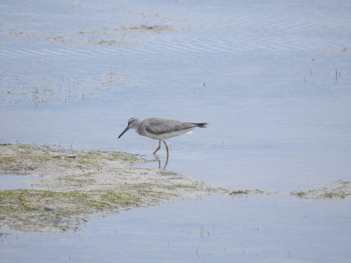 Grauschwanz-Wasserläufer - ML614684238