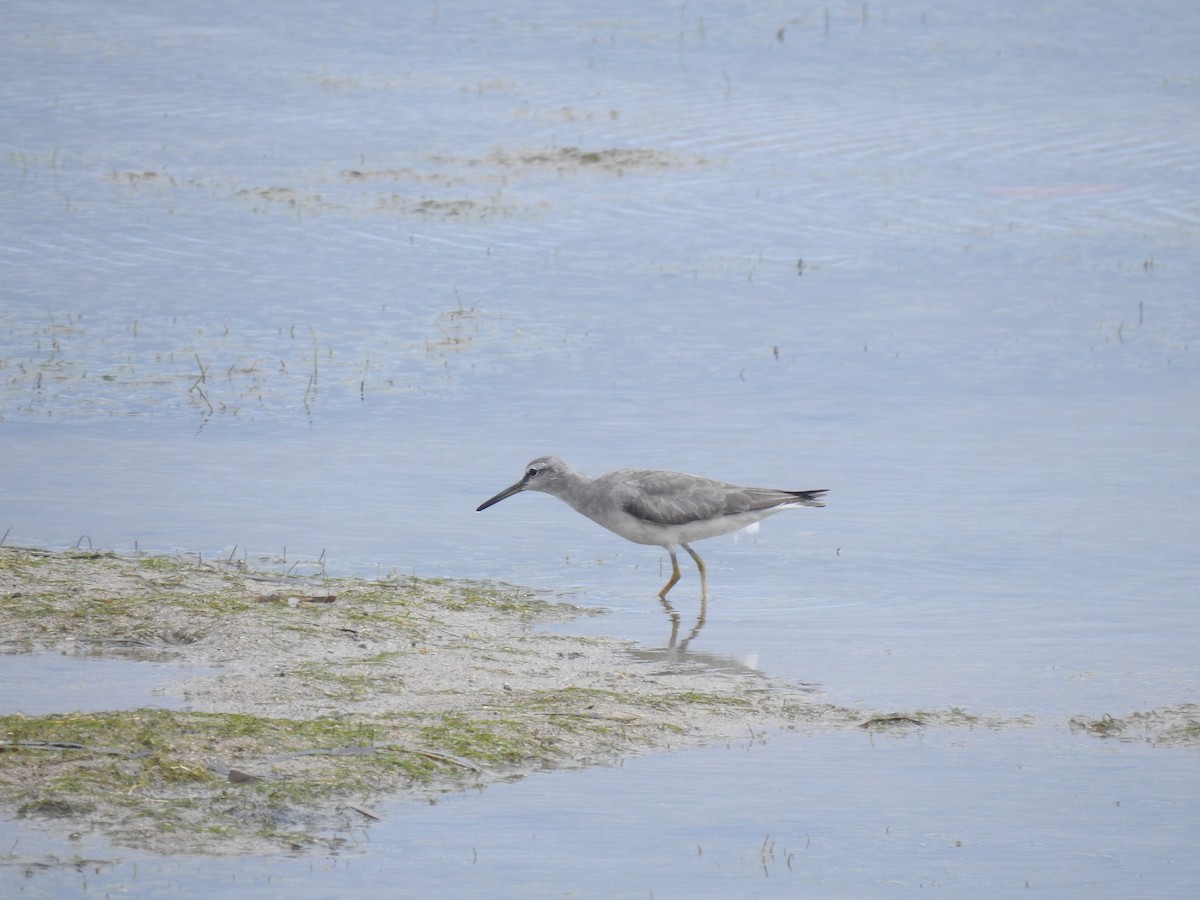 Gray-tailed Tattler - Ann Kitalong