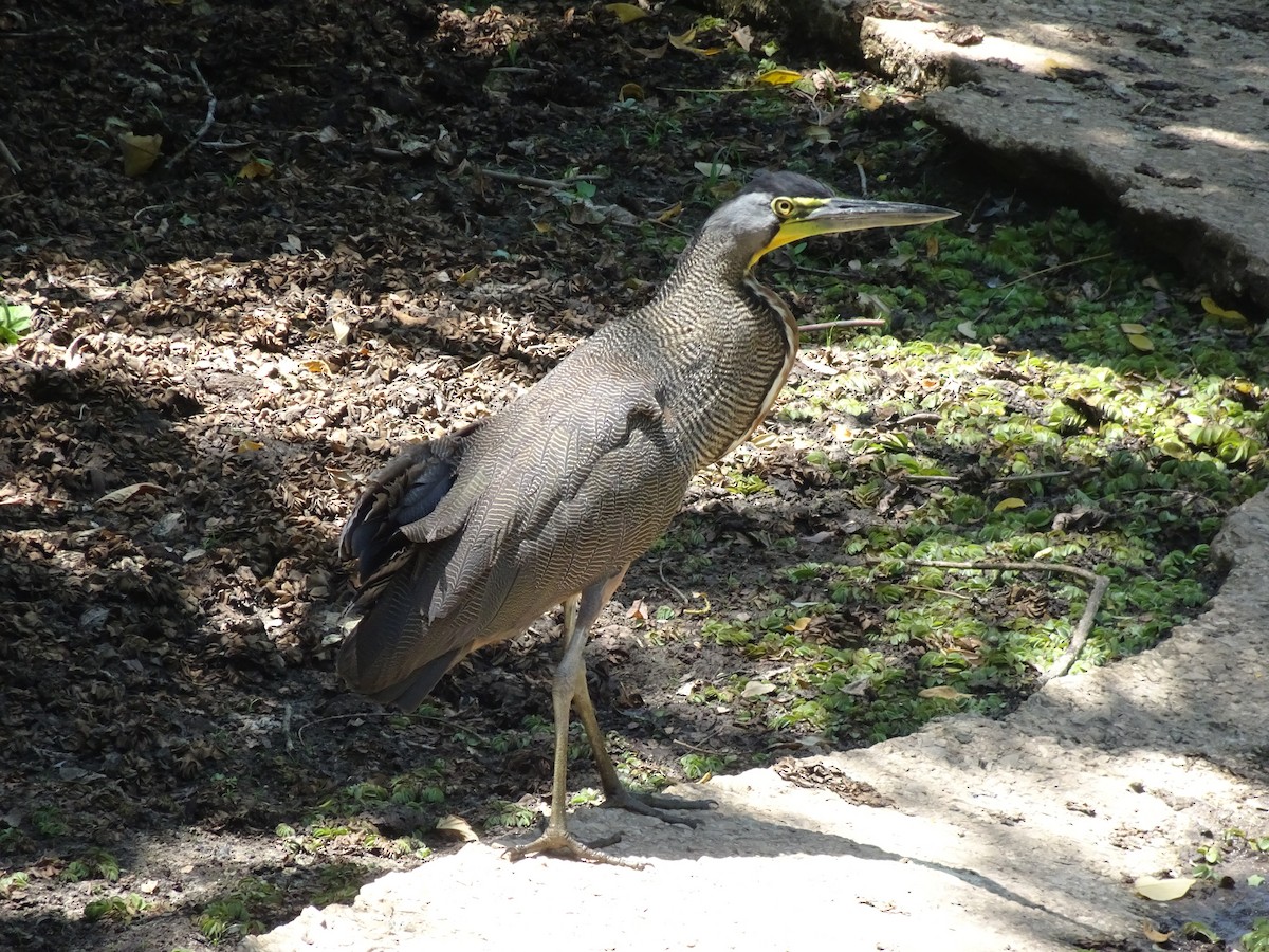 Bare-throated Tiger-Heron - ML614684300