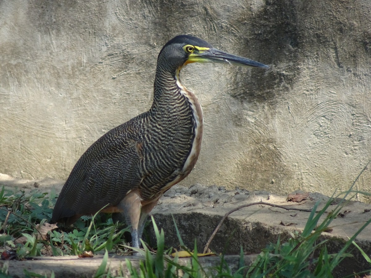 Bare-throated Tiger-Heron - ML614684307