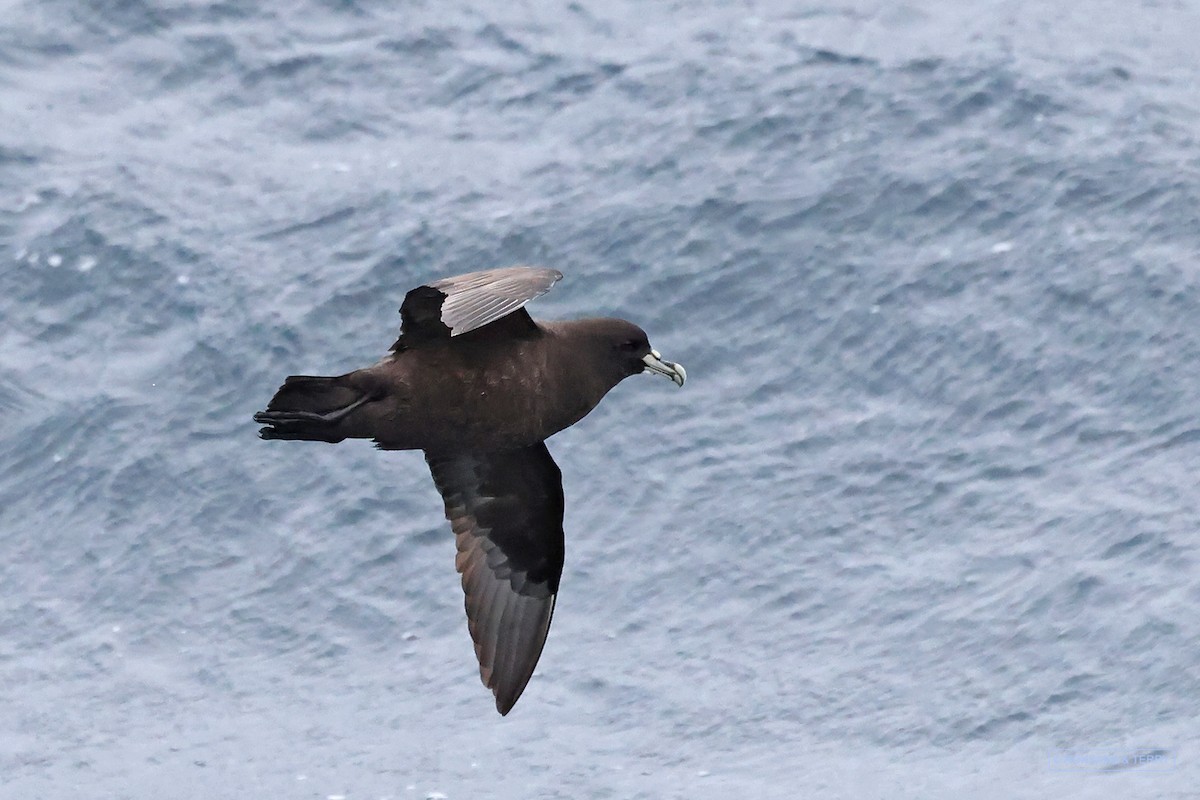 White-chinned Petrel - ML614684338