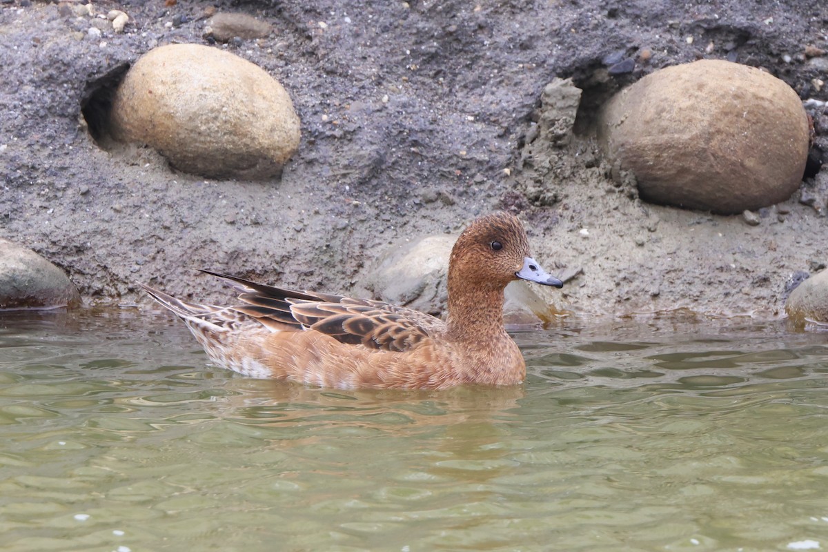 Eurasian Wigeon - 志民 蘇