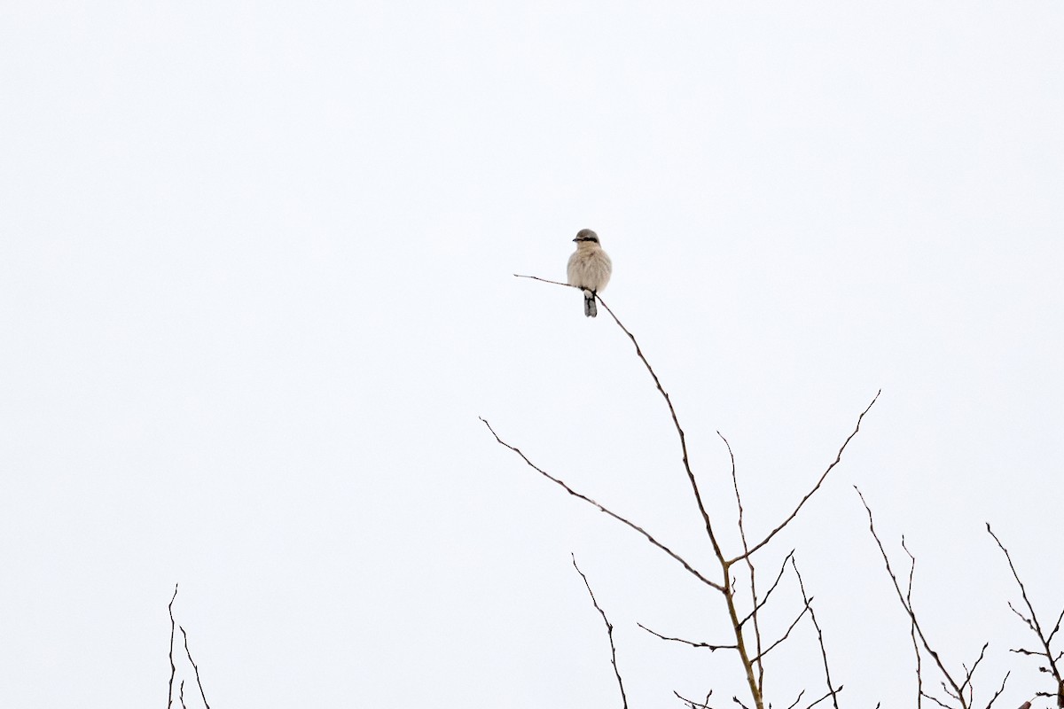 Northern Shrike - ML614684347