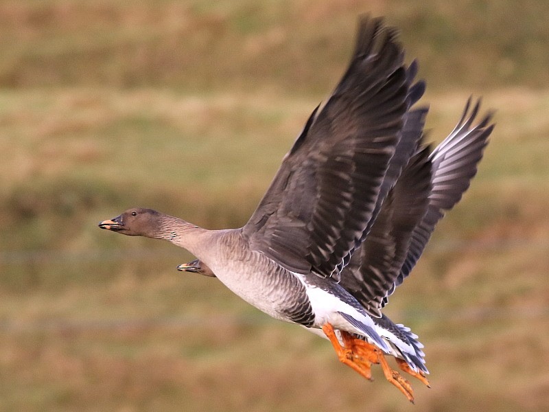 Tundra Bean-Goose - ML614684423
