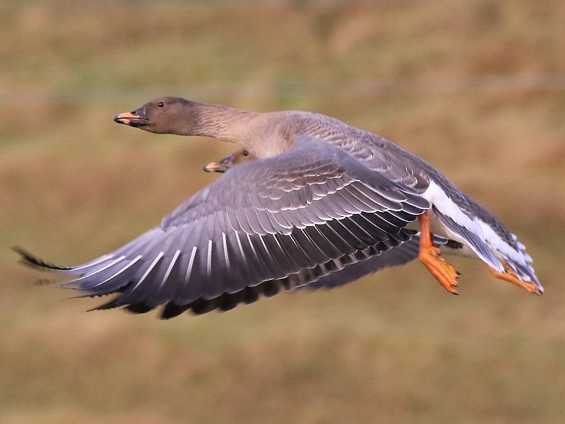 Tundra Bean-Goose - ML614684430