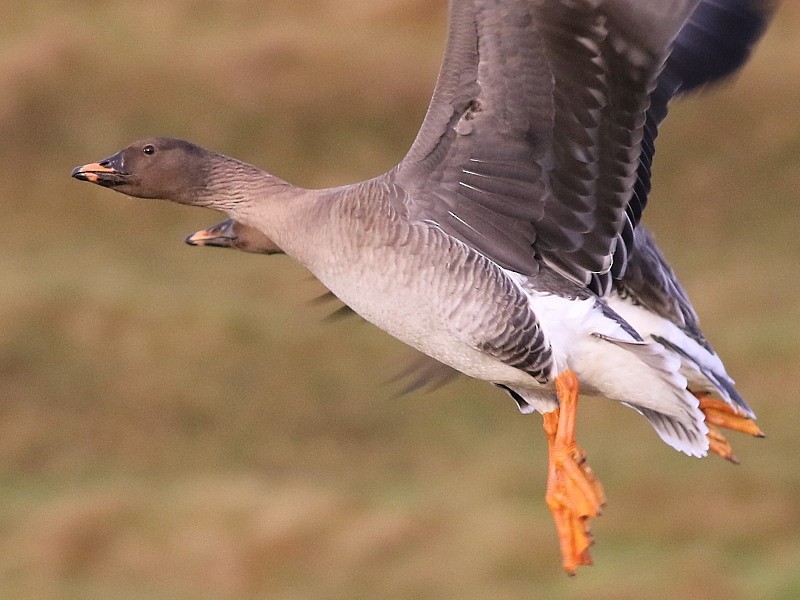 Tundra Bean-Goose - ML614684432