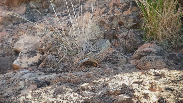 Alpine Accentor - ML614684440