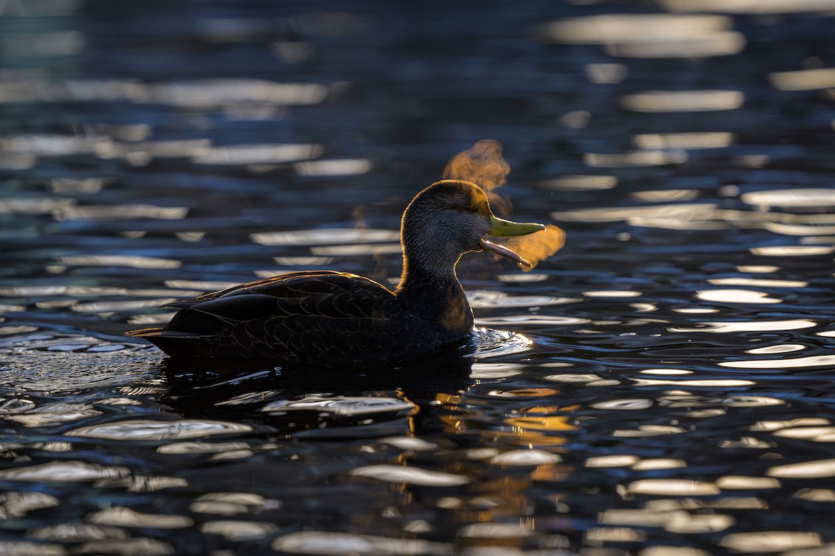 Canard noir - ML614684470