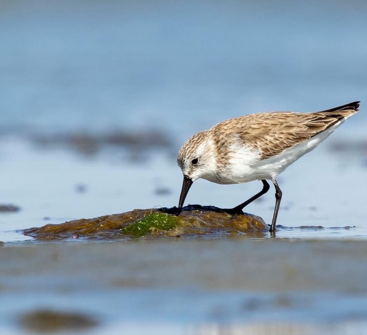 Western Sandpiper - ML614684484