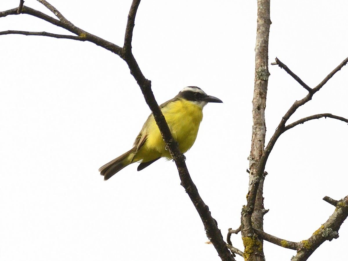 Bienteveo Pitanguá (grupo mexicanus) - ML614684504