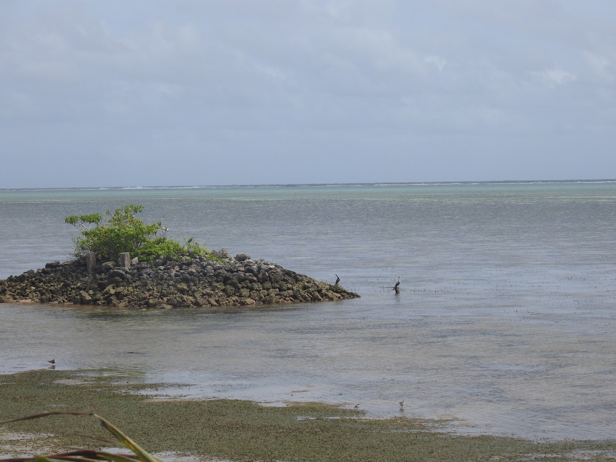 Little Pied Cormorant - ML614684505