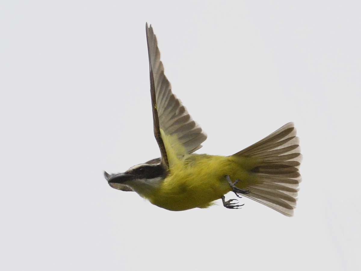 Boat-billed Flycatcher (Northern) - ML614684508