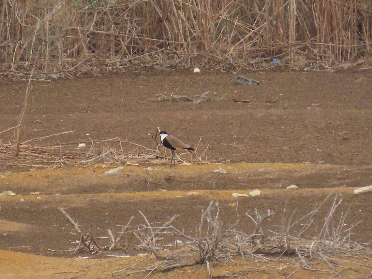 Spur-winged Lapwing - ML614684509
