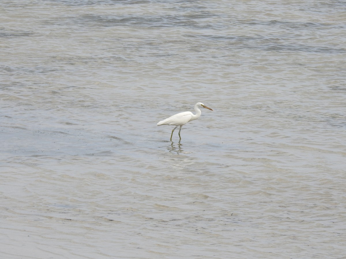 Pacific Reef-Heron - ML614684510