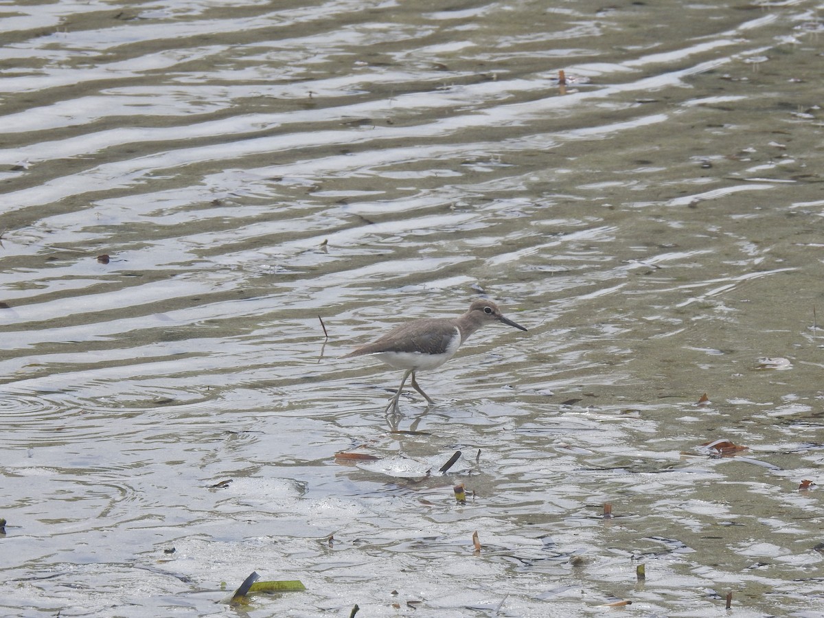 Common Sandpiper - Ann Kitalong