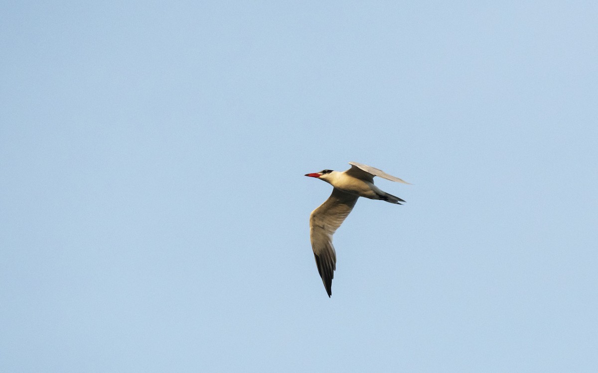 Caspian Tern - ML614684533