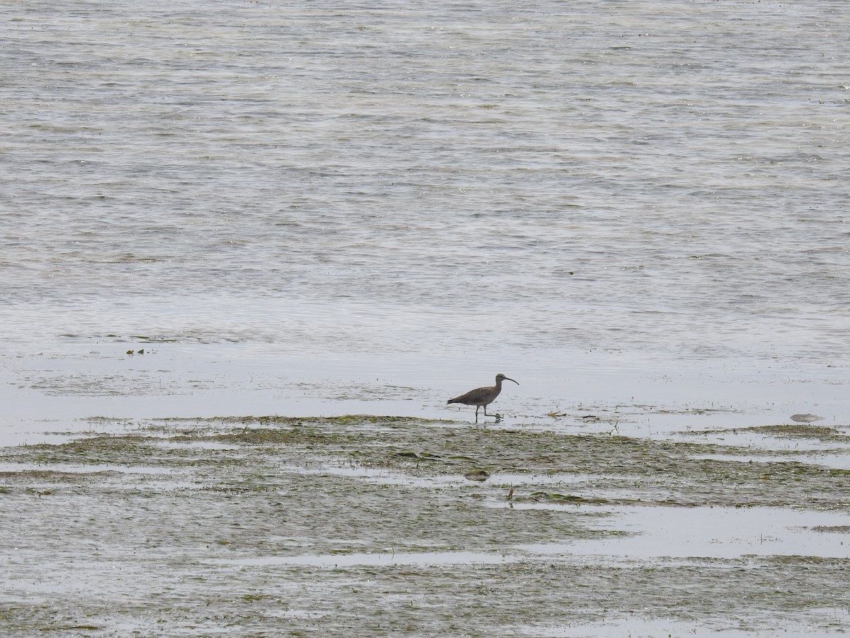 Whimbrel - Ann Kitalong