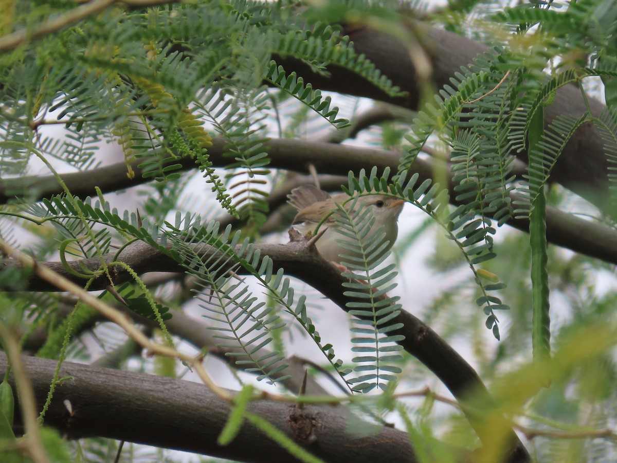 Graceful Prinia - Ute Langner