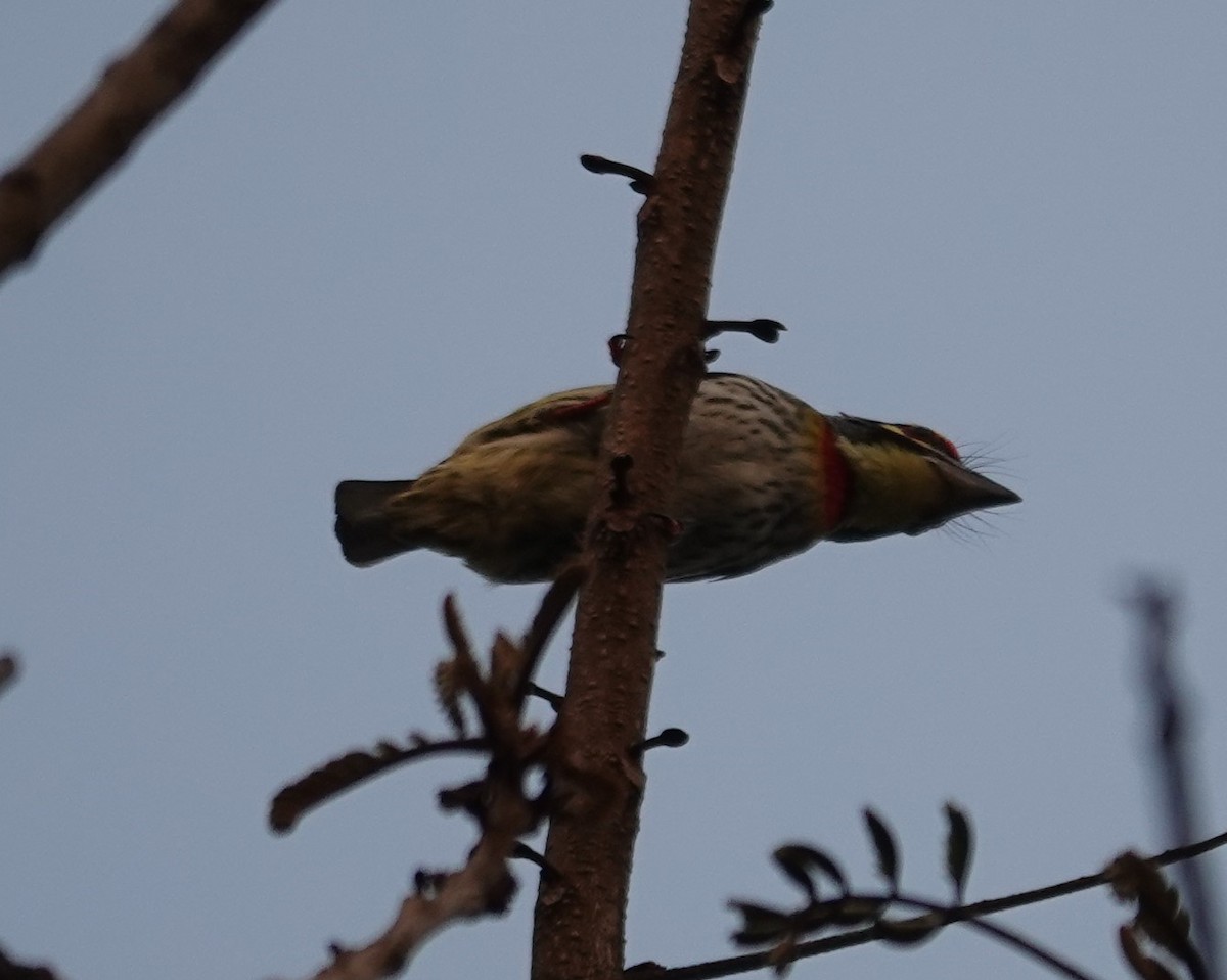 Coppersmith Barbet - ML614684608