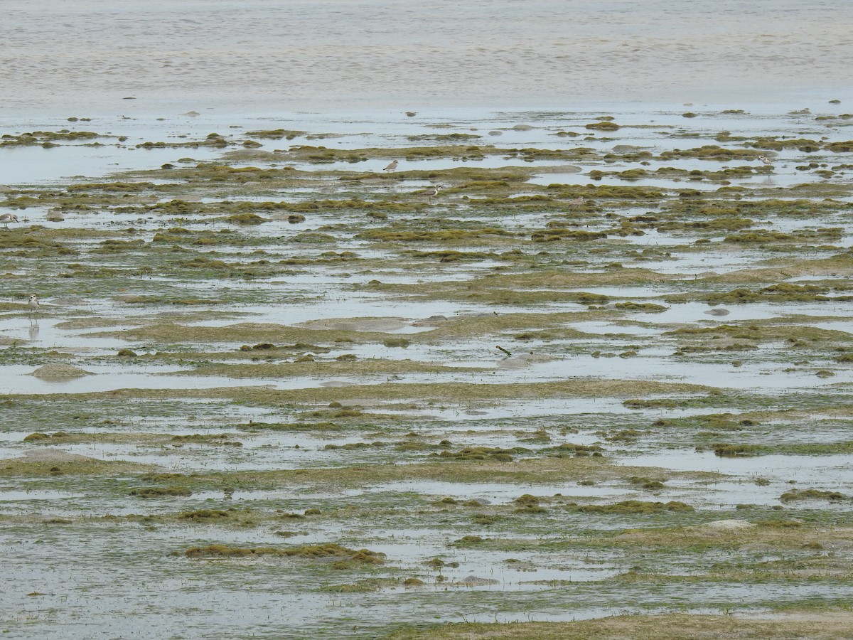 Greater Sand-Plover - Ann Kitalong