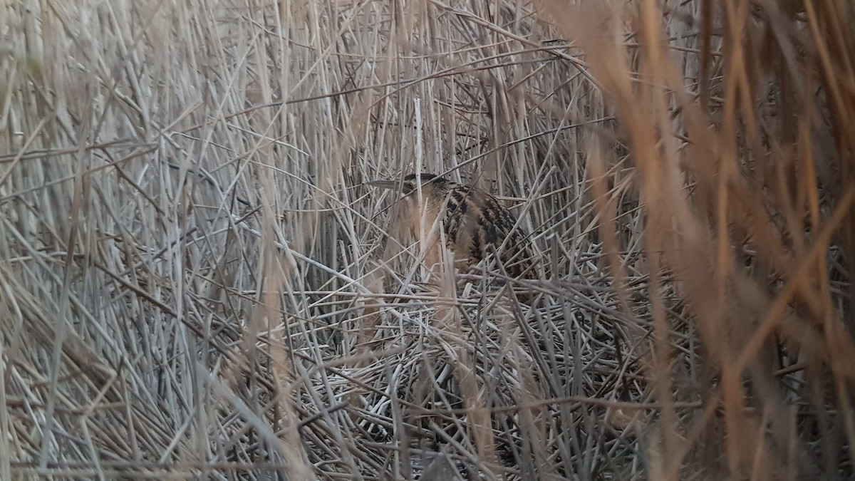 Great Bittern - ML614684631