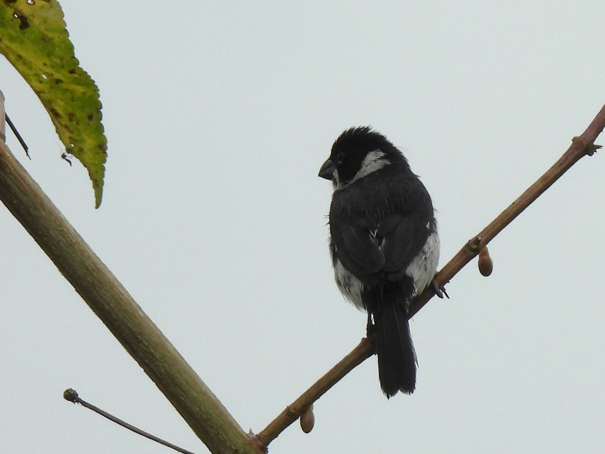 Variable Seedeater (Variable) - ML614684636