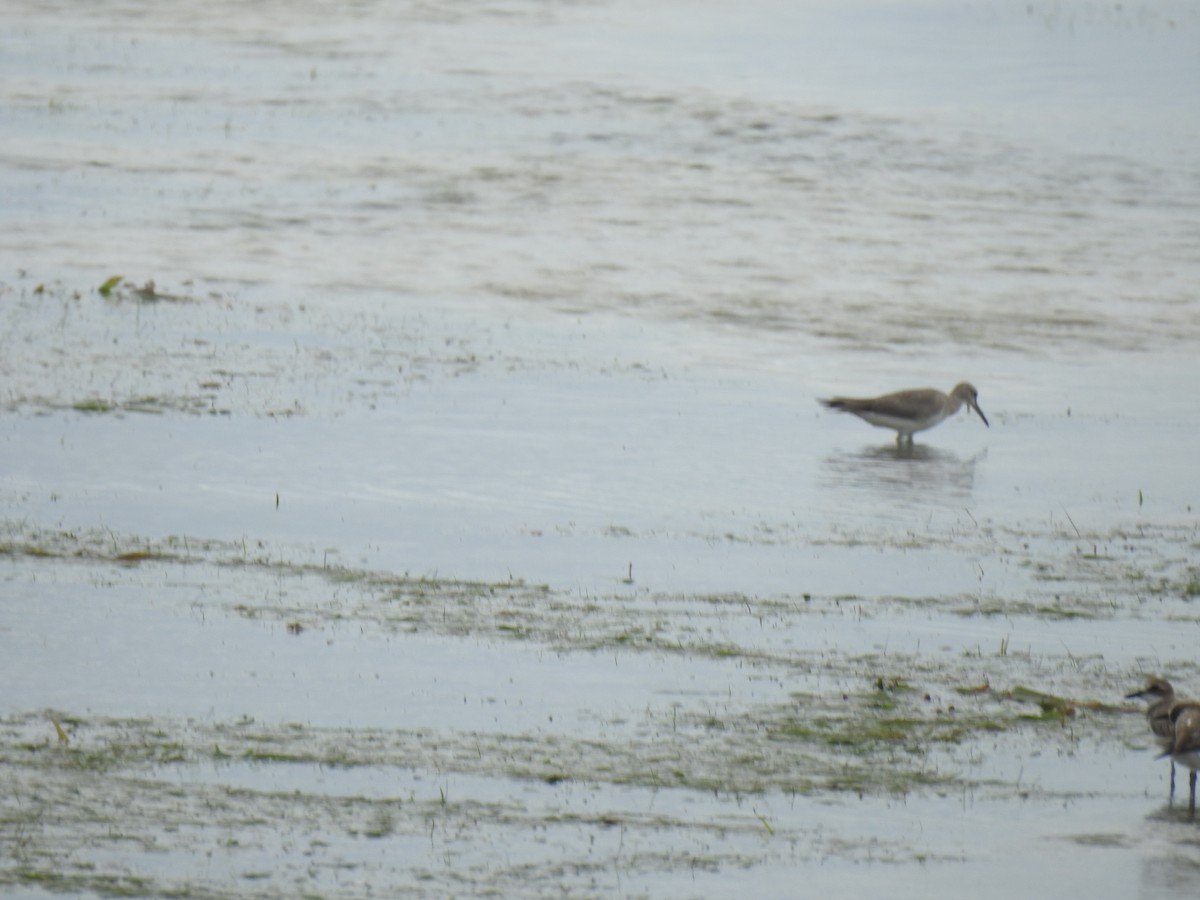 Greater Sand-Plover - ML614684639