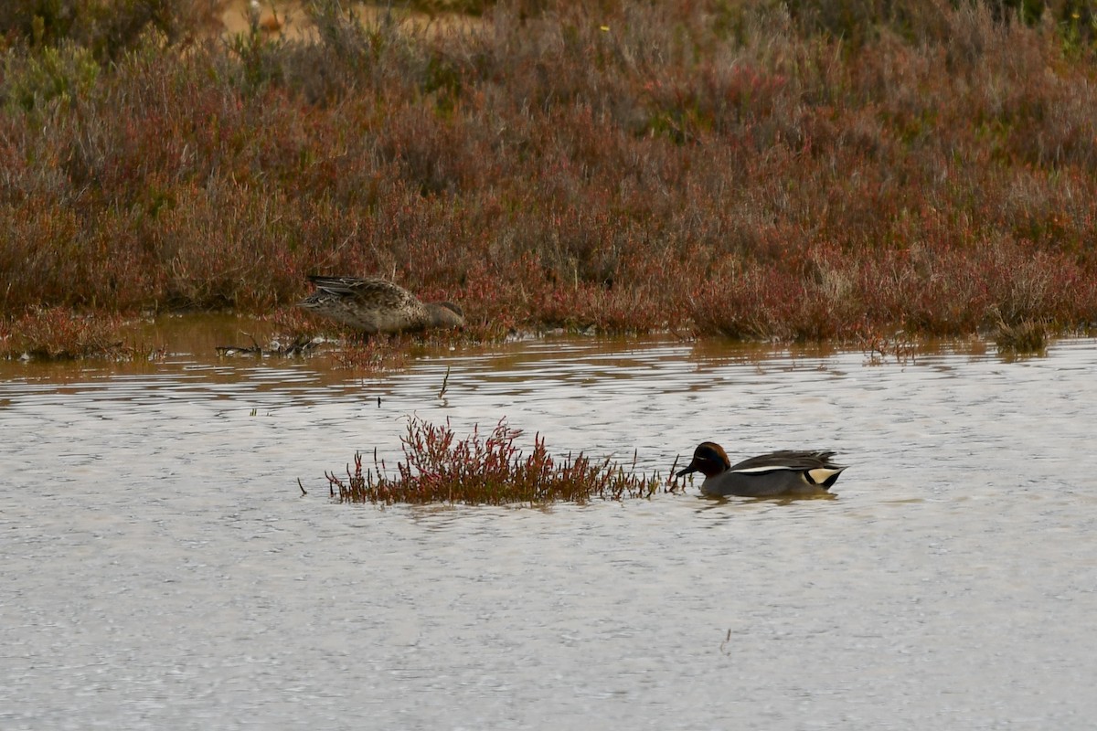 Green-winged Teal - ML614684660