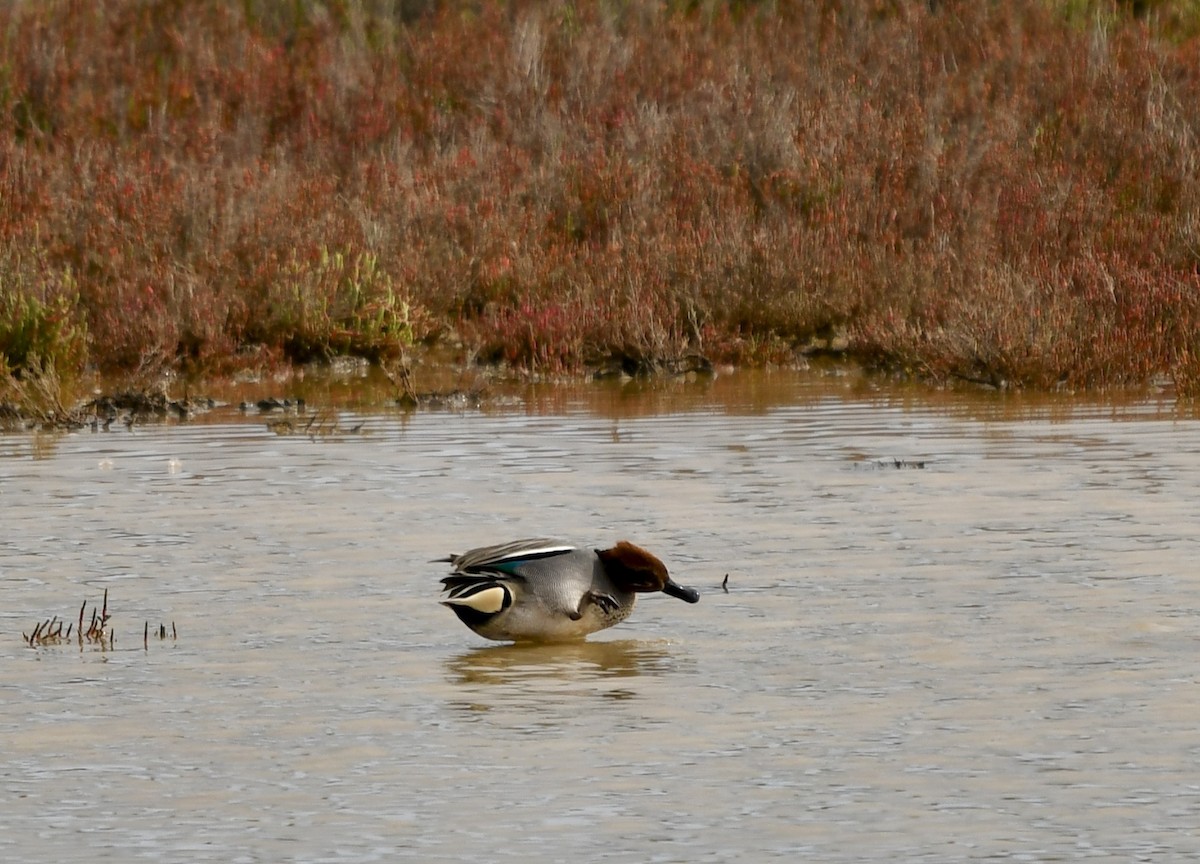 Green-winged Teal - ML614684662