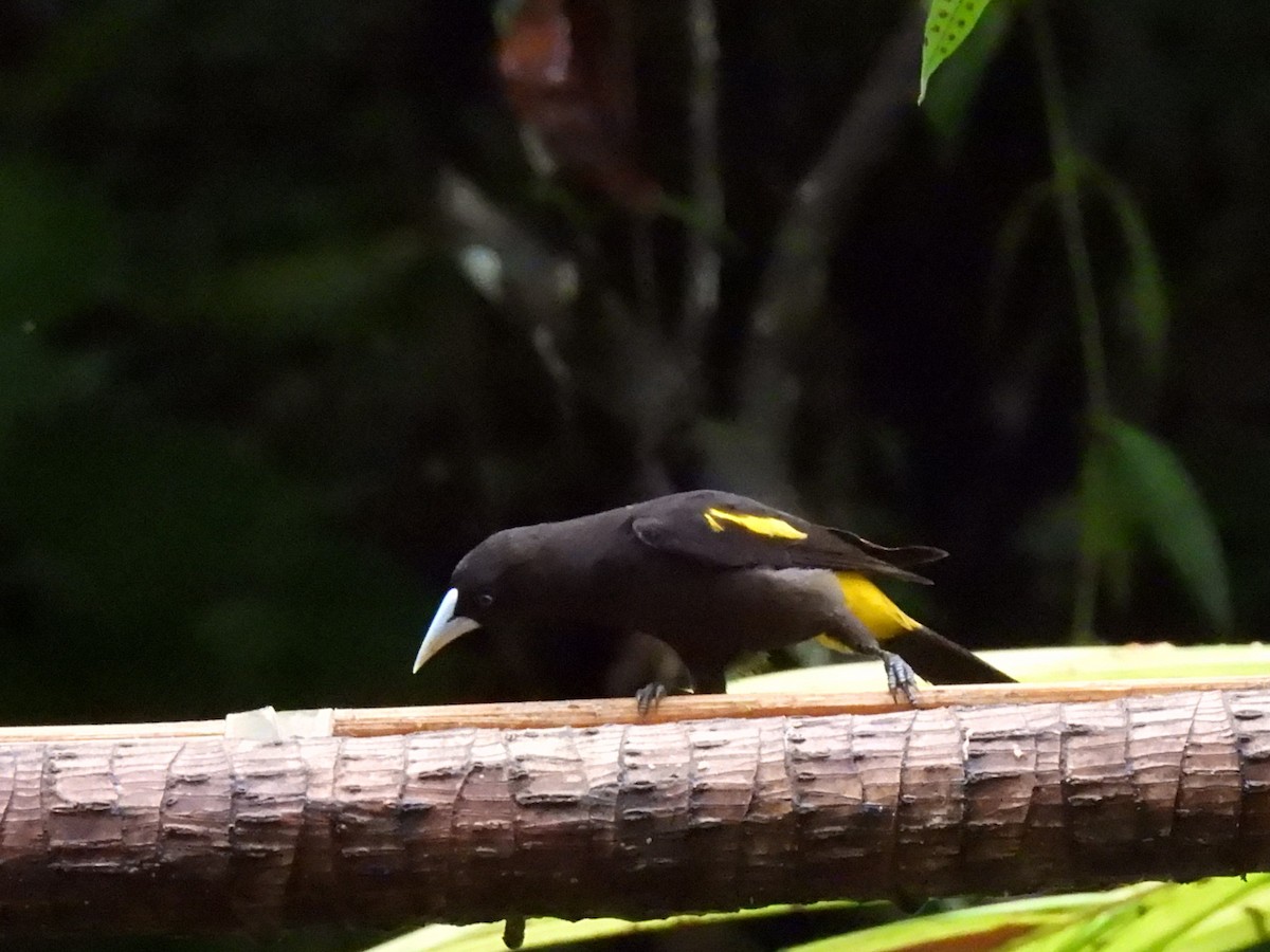 Yellow-rumped Cacique (Western) - ML614684664