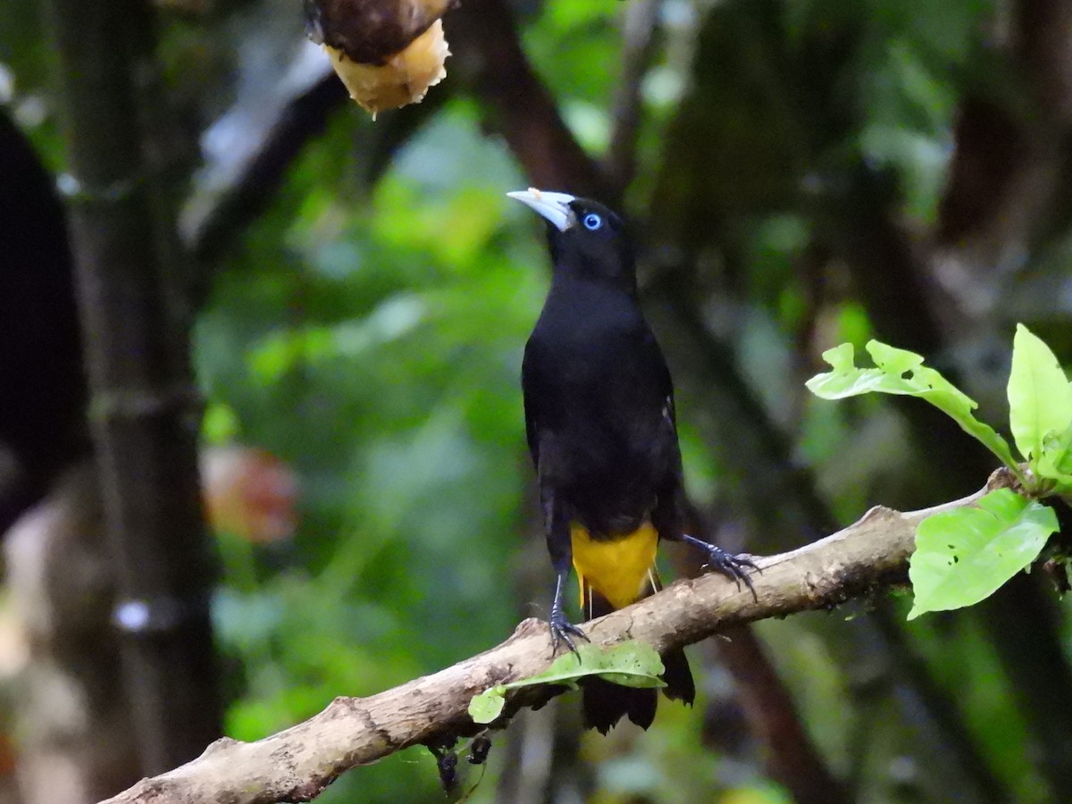 Yellow-rumped Cacique (Western) - ML614684665