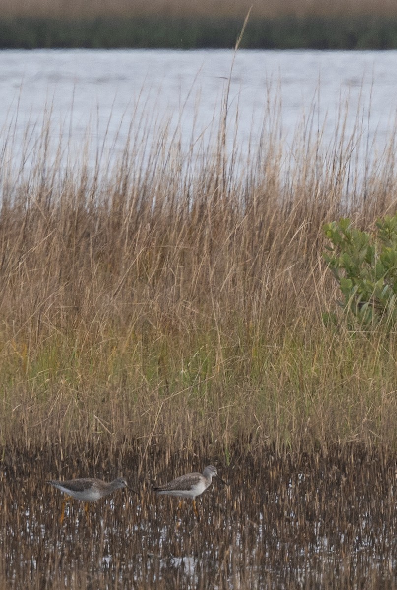 Greater Yellowlegs - ML614684667