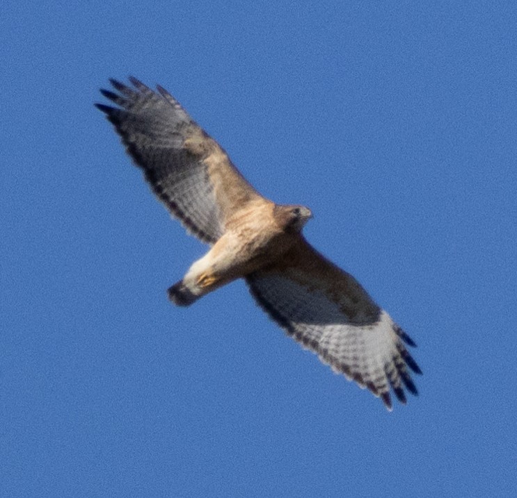 Red-shouldered x Red-tailed Hawk (hybrid) - ML614684712