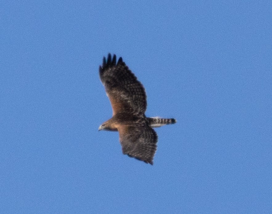 Red-shouldered x Red-tailed Hawk (hybrid) - ML614684713