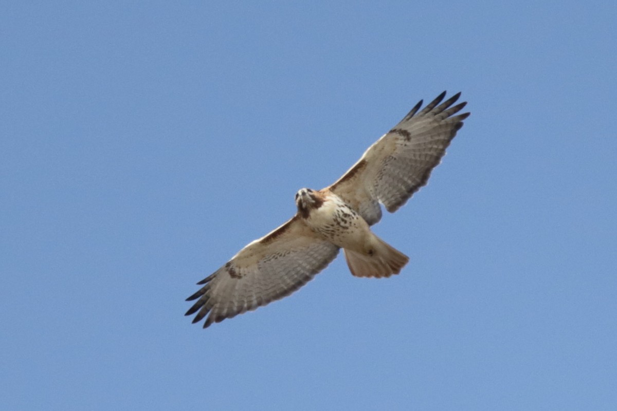 Red-tailed Hawk - Steve McNamara