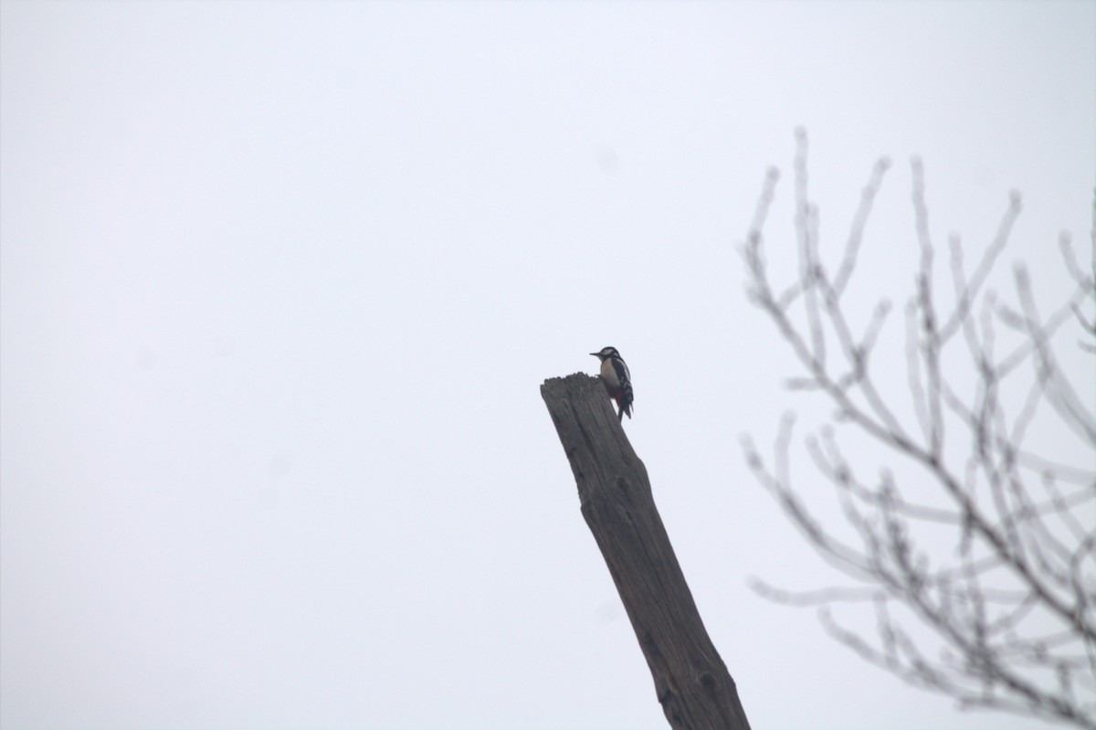 Great Spotted Woodpecker - ML614684768